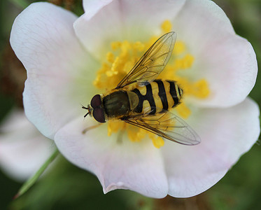 Syrpus ribesii，一种非常常见的欧洲食蚜蝇，坐在花上