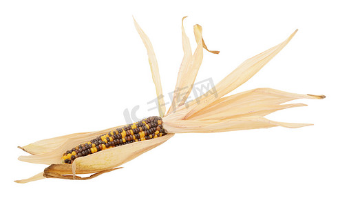 观赏玉米摄影照片_装饰性印度玉米，配黄色和棕色小馅饼
