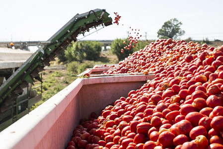 绿色拖车摄影照片_收割机在拖车中收集西红柿