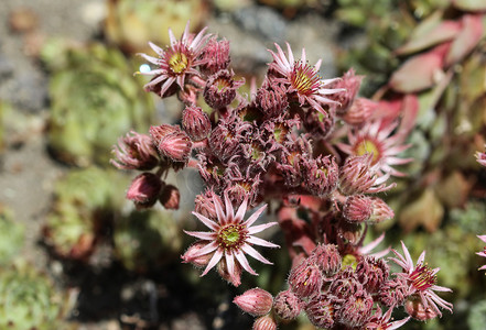 常见的 Houseleek（Sempervivum tectorum）花，也称为母鸡和小鸡，在春季开花