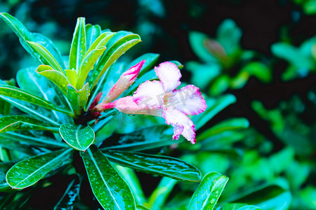 轻巧极致摄影照片_喇叭藤或爬山虎 (Campsis radicans) 是紫葳科的开花植物，原产于美国、欧洲和拉丁美洲。