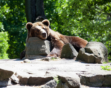 棕熊摄影照片_城市动物园里的棕熊