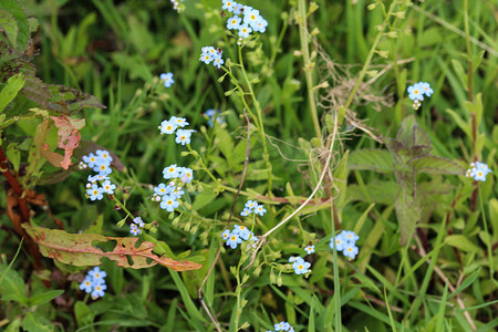 Myosotis scorpioides，真正的勿忘我，水勿忘我花