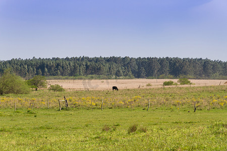 绿黄花摄影照片_阿根廷乡村风景，绿黄花牛和溪流