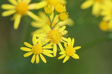 Jacobaea erucifolia 或白千里草花 (Senecio erucifolius) 在春天开花