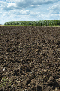 犁过的土壤和种植园，背景是玉米