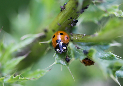 七斑瓢虫七斑瓢虫，欧洲最常见的瓢虫