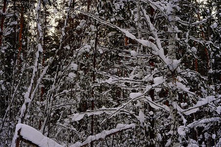 冬天的西伯利亚针叶林、混交林、针叶树和落叶树被雪覆盖。