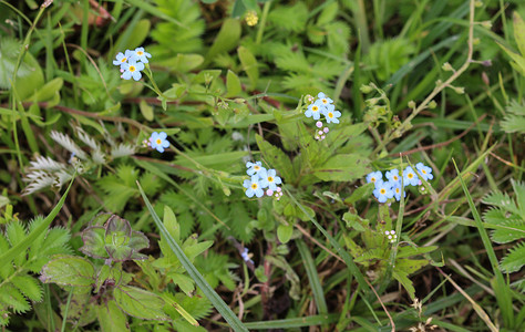 勿忘我摄影照片_Myosotis scorpioides，真正的勿忘我，水勿忘我花