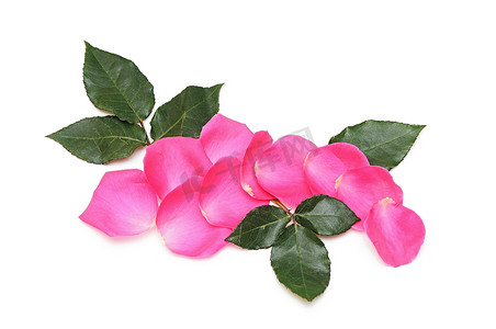 粉色玫瑰花瓣摄影照片_玫瑰花瓣，隔离在白色，复制空间