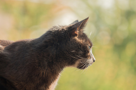 阳光下，一只深棕色的猫坐在木板上