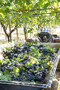 带拖车的拖拉机装满了用于酿酒的红葡萄。