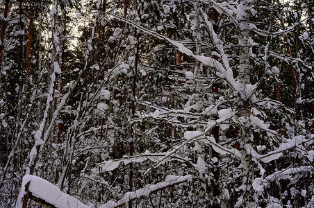 下雪感冒摄影照片_冬天的西伯利亚针叶林、混交林、针叶树和落叶树被雪覆盖。