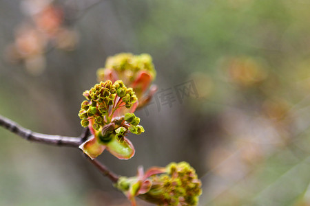 树木枝摄影照片_春天花园里年轻的绿色樱桃枝。