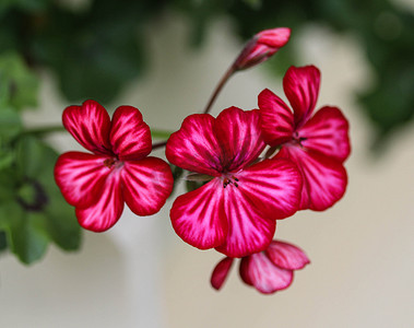 天竺葵 peltatum，俗名是常春藤叶天竺葵和层叠天竺葵，春天在花园里开花