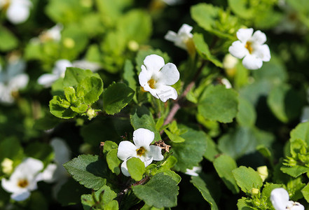 Bacopa monnieri 花的特写，也称为 waterhyssop、brahmi、百里香叶 gratiola、水牛膝草、恩典草本、印度 pennywort，春天在花园里开花