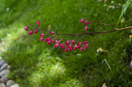 绿色背景中勃艮第茎上的 heuchera、明矾根和珊瑚铃的粉红色花朵，上面有天鹅绒般的花瓣