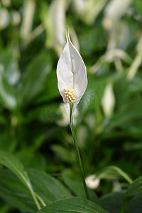 和平百合