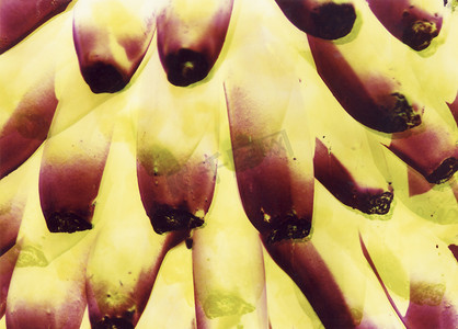 抽象的香蕉