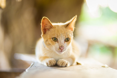 晚上躺在石头上的猫