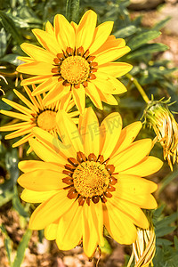 杂色菊非洲雏菊，雏菊喜欢黄色的复合花，生长在夏天。