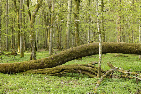 原始森林摄影照片_波兰 Bialowieza 原始森林的美丽景色