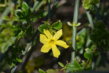 迎春花