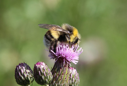 翅膀大翅膀摄影照片_荒地蜂或小荒地大黄蜂，Bombus jonellus