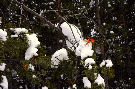 下雪感冒摄影照片_冬天的西伯利亚针叶林、混交林、针叶树和落叶树被雪覆盖。