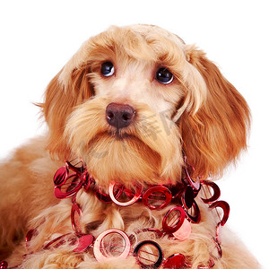 装饰狗与红色装饰品的肖像