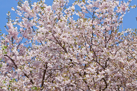 春天树花摄影照片_春天室外的粉红色玉兰树花