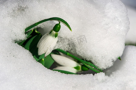 雪中​​的雪莲花