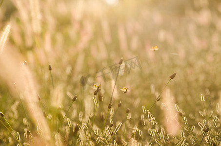 草地上的黑色斑点黄色甲虫
