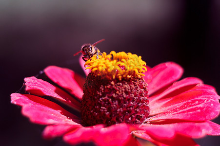 绿色女装摄影照片_蜜蜂从粉红色的百日草花中采集花粉。