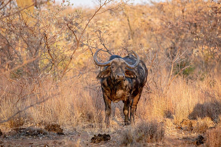 主角配角摄影照片_非洲水牛在镜头前担任主角。