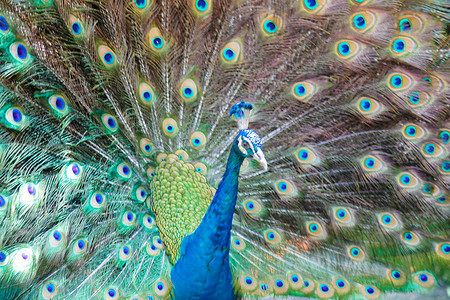 雅致情调摄影照片_美化它的羽毛的美丽的孔雀