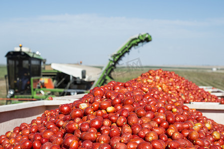 收割机在拖车中收集西红柿