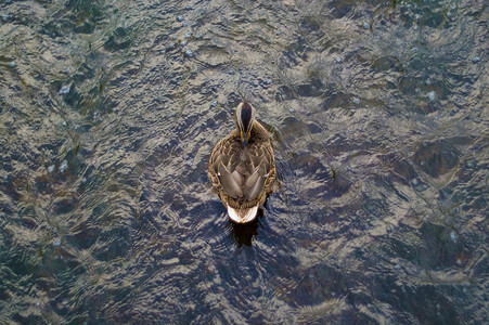 一只美丽的鸭子在河里游泳。