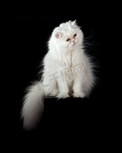 黑色波斯猫摄影照片_白色的成年家养波斯猫
