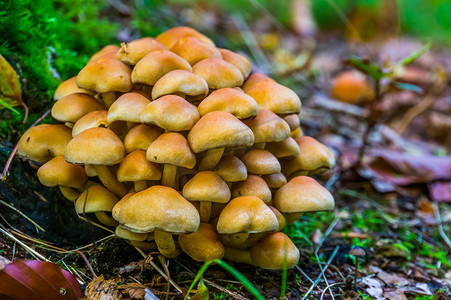 大群浅棕色 galerina marginata 蘑菇，来自欧洲的有毒真菌