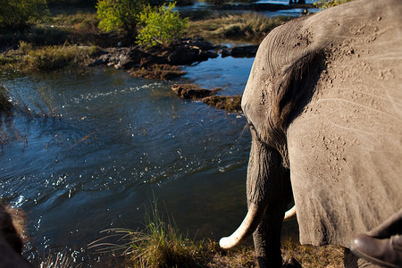 在河的非洲丛林大象