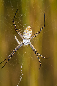 圆蛛 (Argiope bruennichi)