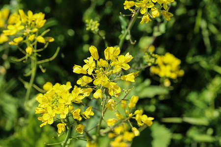 苦菜、草本植物芭芭拉、黄色芝麻菜或冬季芝麻菜（Barbarea vulgaris）在春天开花