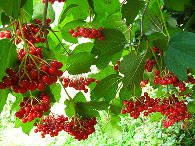 一簇红色成熟的 guelder 玫瑰