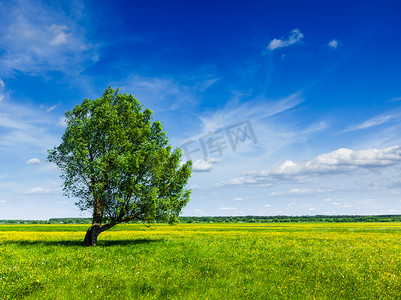 风景春夏摄影照片_单树春夏绿地风景景观