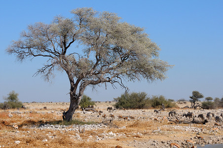 Etosha Nationa Okaukeujo 休息营地的水坑景观