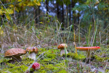 可食用和不可食用的蘑菇生长