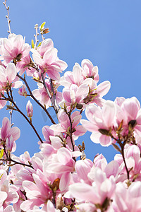 春天室外的粉红色玉兰树花