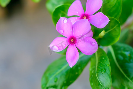 粉红色的仙客来，叶子的图案各不相同，花瓣被雨滴弄湿了。