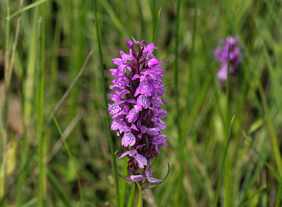 Dactylorhiza majalis，也被称为西部沼泽兰、阔叶沼泽兰、扇兰、普通沼泽或爱尔兰沼泽兰，春季在潮湿的草原上开花